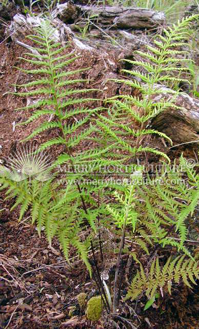 Pityrogramma calomelanos (Silver back)